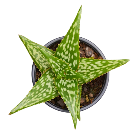 Aloe vera plant
